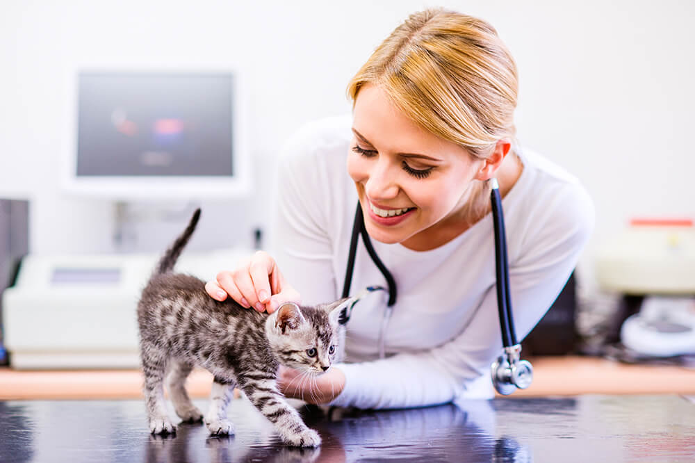 Veterinarian caring for a cat at the animal clinic
